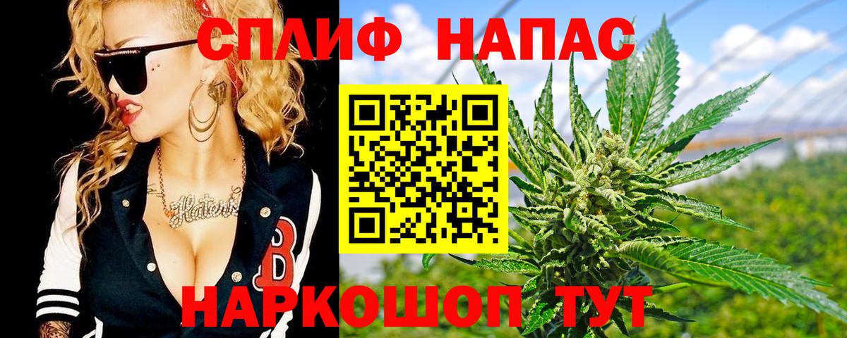 Конопля сатива Кашира